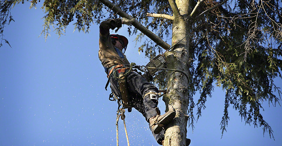 Can You Negotiate Tree Removal? DSI Contractors